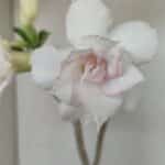 Planta Dobrada 3472 – 35cm – 03 anos