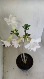 Planta Dobrada 3472 – 35cm – 03 anos - Imagem 4