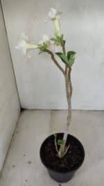 Planta Dobrada 3472 – 35cm – 03 anos - Imagem 6