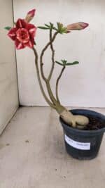 Planta Dobrada 3473 – 30cm – 02 anos - Imagem 2