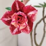 Planta Dobrada 3473 – 30cm – 02 anos