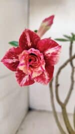 Planta Dobrada 3473 – 30cm – 02 anos