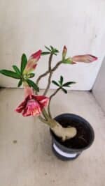 Planta Dobrada 3473 – 30cm – 02 anos - Imagem 4