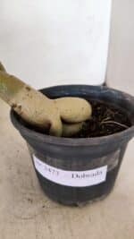 Planta Dobrada 3473 – 30cm – 02 anos - Imagem 9