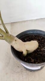 Planta Dobrada 3473 – 30cm – 02 anos - Imagem 8