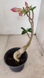 Planta Dobrada 3473 – 30cm – 02 anos - Imagem 7