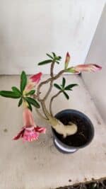 Planta Dobrada 3473 – 30cm – 02 anos - Imagem 5