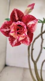 Planta Dobrada 3473 – 30cm – 02 anos - Imagem 3