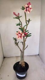 Planta Dobrada 3474 – 35cm – 03 anos - Imagem 2