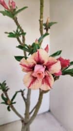 Planta Dobrada 3474 – 35cm – 03 anos - Imagem 3