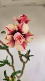 Planta Dobrada 3474 – 35cm – 03 anos