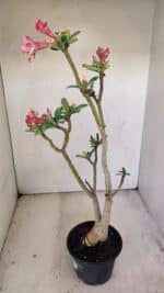 Planta Dobrada 3474 – 35cm – 03 anos - Imagem 6