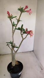 Planta Dobrada 3474 – 35cm – 03 anos - Imagem 7