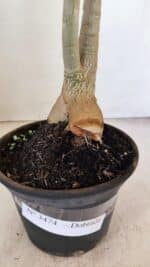 Planta Dobrada 3474 – 35cm – 03 anos - Imagem 8