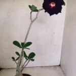 Planta Dobrada 3475 – 35cm – 03 anos