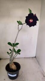 Planta Dobrada 3475 – 35cm – 03 anos