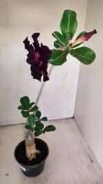 Planta Dobrada 3475 – 35cm – 03 anos - Imagem 8