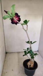 Planta Dobrada 3475 – 35cm – 03 anos - Imagem 7