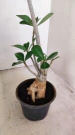 Planta Dobrada 3475 – 35cm – 03 anos - Imagem 6