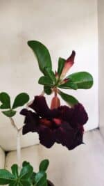 Planta Dobrada 3475 – 35cm – 03 anos - Imagem 4