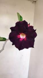 Planta Dobrada 3475 – 35cm – 03 anos - Imagem 3