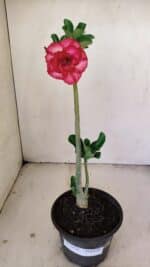 Planta Dobrada 3476 – 30cm – 02 anos - Imagem 2