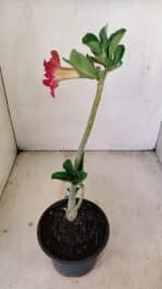 Planta Dobrada 3476 – 30cm – 02 anos - Imagem 7