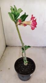 Planta Dobrada 3476 – 30cm – 02 anos - Imagem 6