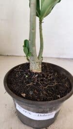 Planta Dobrada 3476 – 30cm – 02 anos - Imagem 5