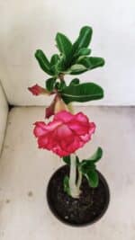 Planta Dobrada 3476 – 30cm – 02 anos - Imagem 4