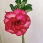 Planta Dobrada 3476 – 30cm – 02 anos