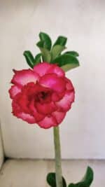 Planta Dobrada 3476 – 30cm – 02 anos