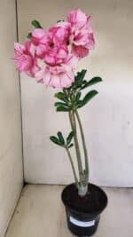 Planta Dobrada 3477 – 35cm – 03 anos - Imagem 2