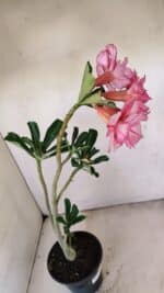 Planta Dobrada 3477 – 35cm – 03 anos - Imagem 7