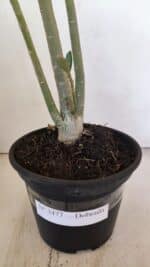 Planta Dobrada 3477 – 35cm – 03 anos - Imagem 6