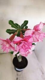 Planta Dobrada 3477 – 35cm – 03 anos - Imagem 5