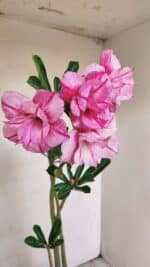 Planta Dobrada 3477 – 35cm – 03 anos - Imagem 4