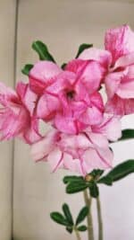 Planta Dobrada 3477 – 35cm – 03 anos