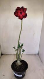 Planta Dobrada 3478 – 30cm – 02 anos - Imagem 2