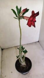 Planta Dobrada 3478 – 30cm – 02 anos - Imagem 6