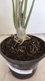 Planta Dobrada 3478 – 30cm – 02 anos - Imagem 5