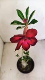 Planta Dobrada 3478 – 30cm – 02 anos - Imagem 4