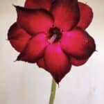 Planta Dobrada 3478 – 30cm – 02 anos