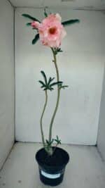 Planta Dobrada 3479 – 35cm – 03 anos - Imagem 2