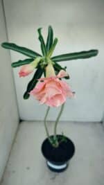 Planta Dobrada 3479 – 35cm – 03 anos - Imagem 4