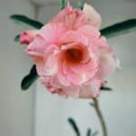 Planta Dobrada 3479 – 35cm – 03 anos