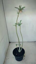 Planta Dobrada 3479 – 35cm – 03 anos - Imagem 7