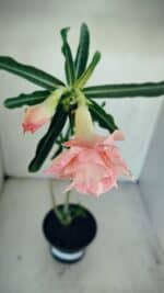 Planta Dobrada 3479 – 35cm – 03 anos - Imagem 6