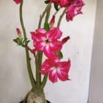 Planta Dobrada 3480 – 35cm – 03 anos