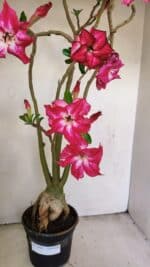 Planta Dobrada 3480 – 35cm – 03 anos